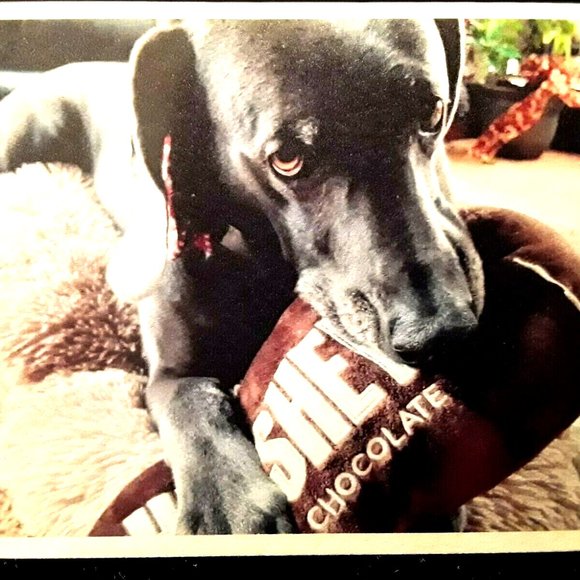 Weimaraner Lover SET of 3-BluzieDoozieDesigns: Blank Note/Greeting Card - Picture 5 of 10